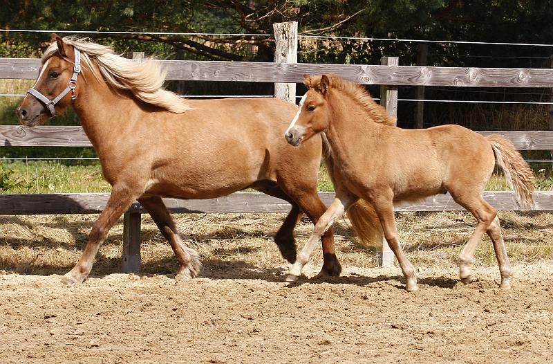 Gabriel von Heidmoor f.jpg